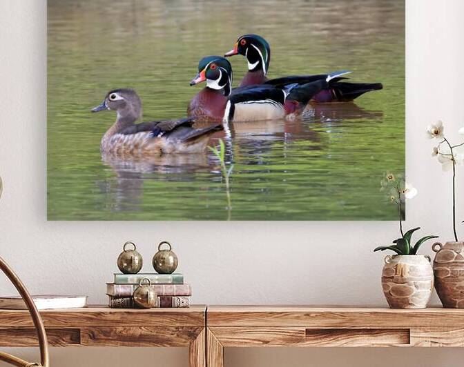 Waterfowl 149 Reproduction