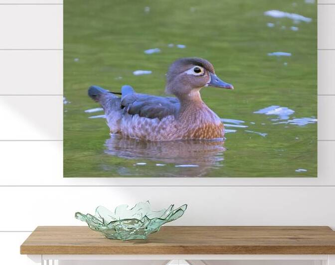 Waterfowl 150 Reproduction