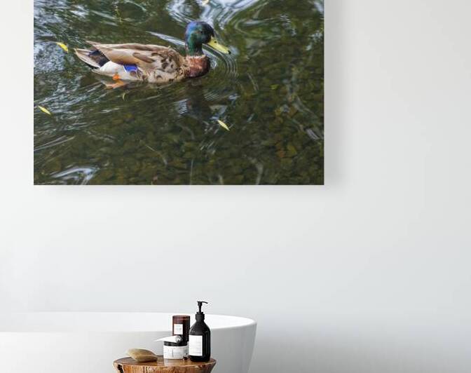 Waterfowl 151 Reproduction