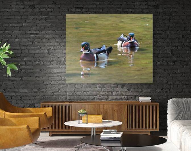 Waterfowl 152 Reproduction