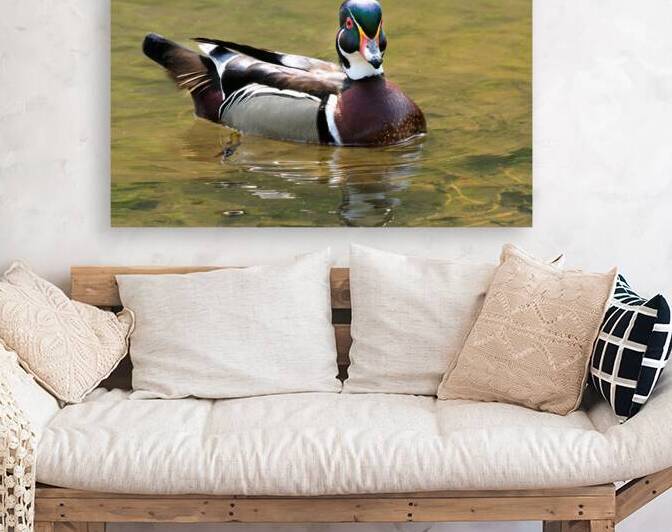 Waterfowl 153 Reproduction