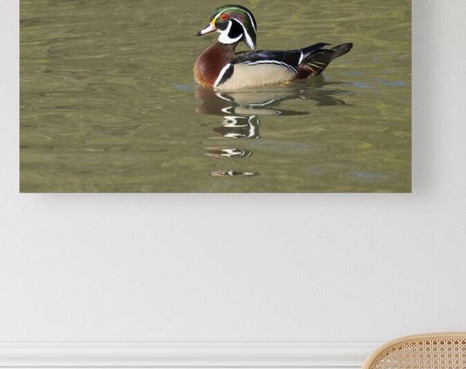 Waterfowl 157 Reproduction