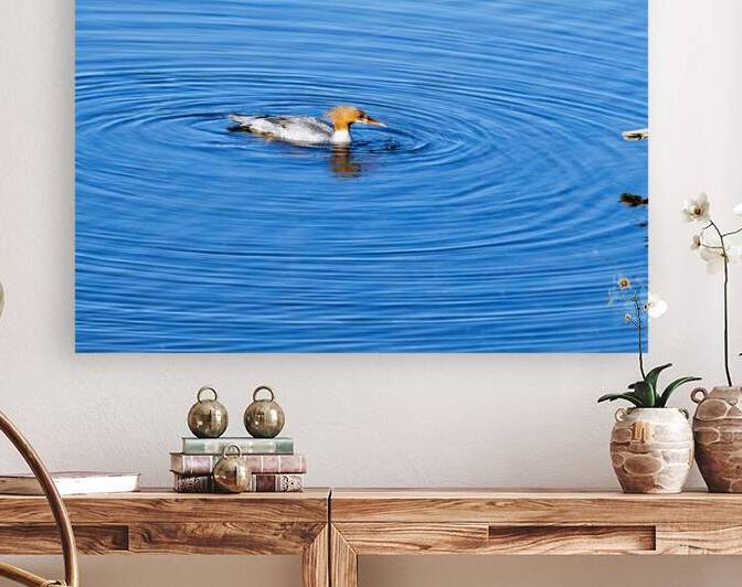 Waterfowl 159 Reproduction