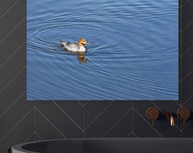 Waterfowl 161 Reproduction