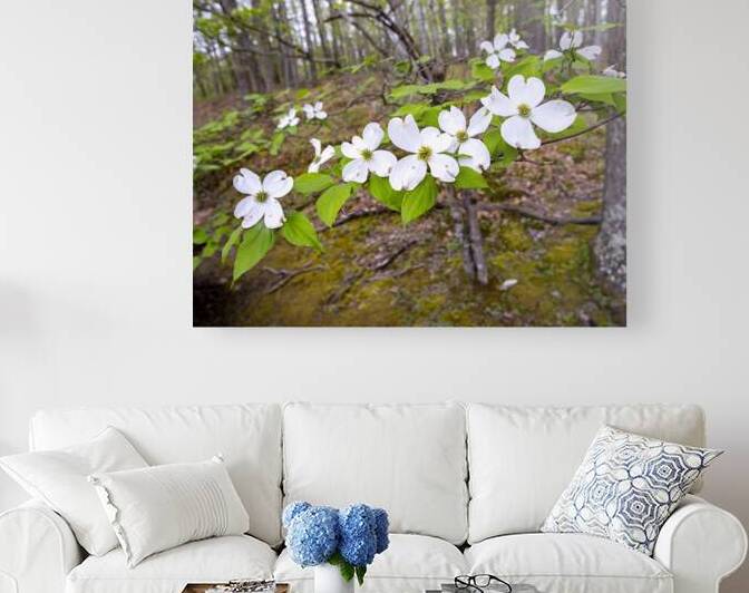 FlowersPlants 17 Reproduction