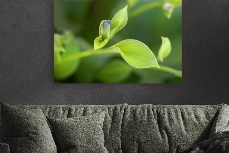 FlowersPlants 22 Reproduction