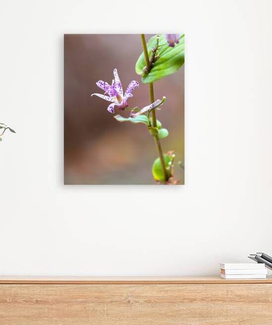 FlowersPlants 25 Reproduction
