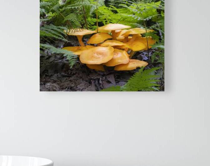 FlowersPlants 34 Reproduction