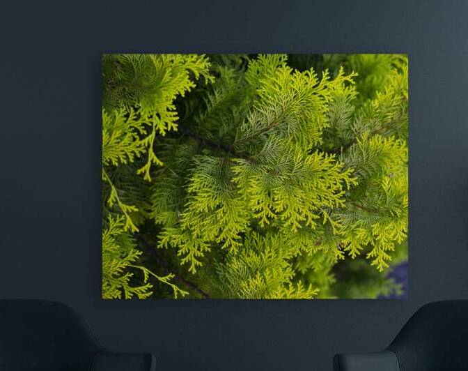 FlowersPlants 38 Reproduction