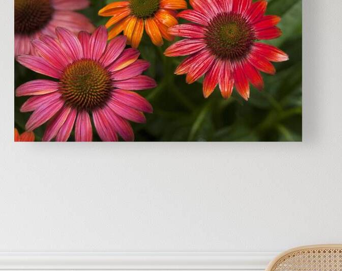FlowersPlants 50 Reproduction