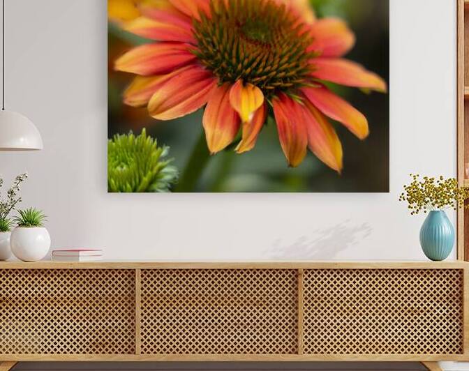 FlowersPlants 53 Reproduction