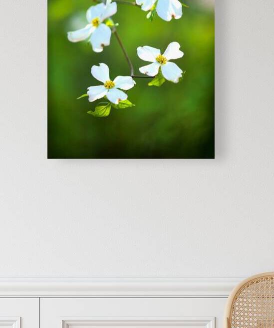 FlowersPlants 58 Reproduction