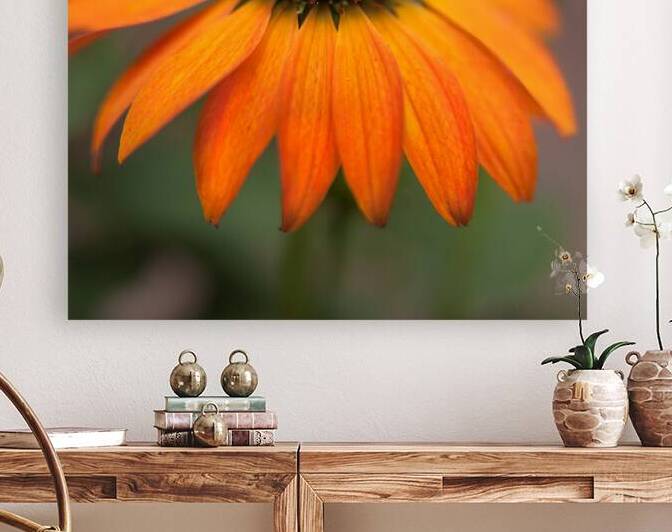 FlowersPlants 74 Reproduction