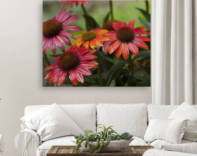 FlowersPlants 76 Reproduction