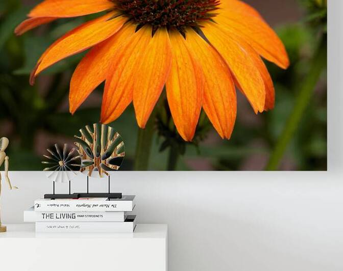 FlowersPlants 81 Reproduction
