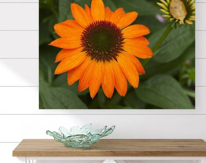 FlowersPlants 84 Reproduction