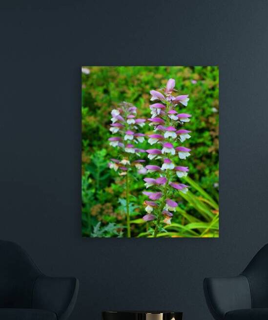 FlowersPlants 92 Reproduction