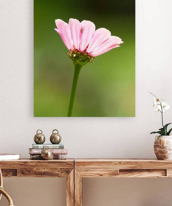 FlowersPlants 103 Reproduction