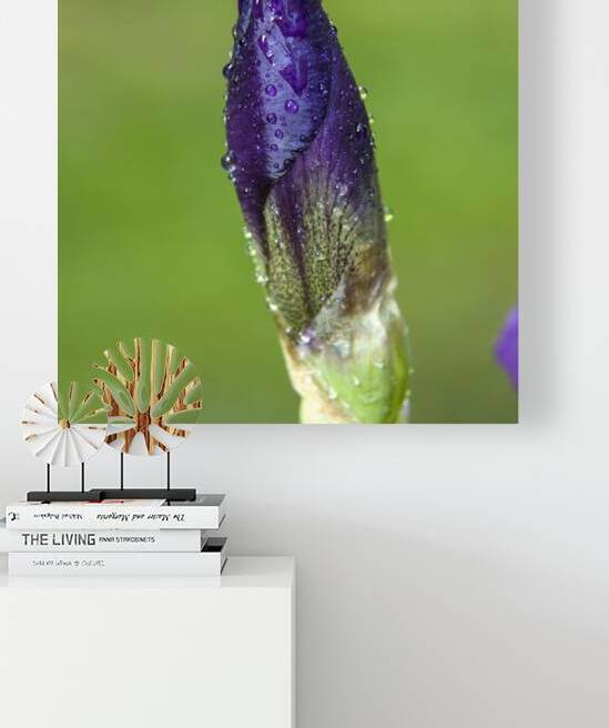 FlowersPlants 108 Reproduction