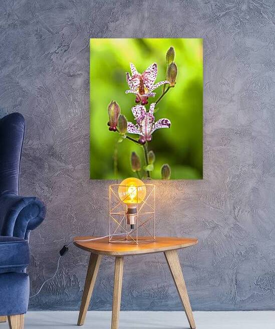 FlowersPlants 109 by Rich Lewis