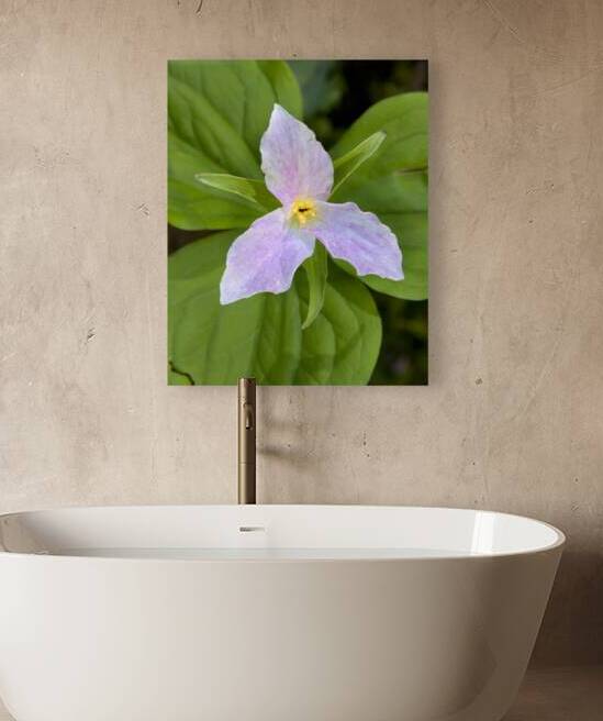 FlowersPlants 111 Reproduction