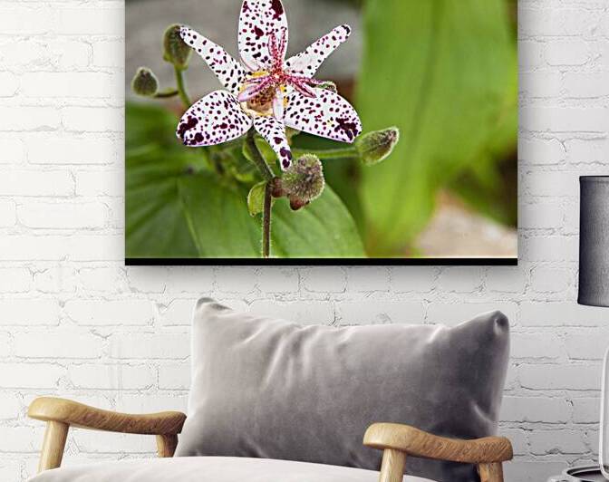 FlowersPlants 123 Reproduction