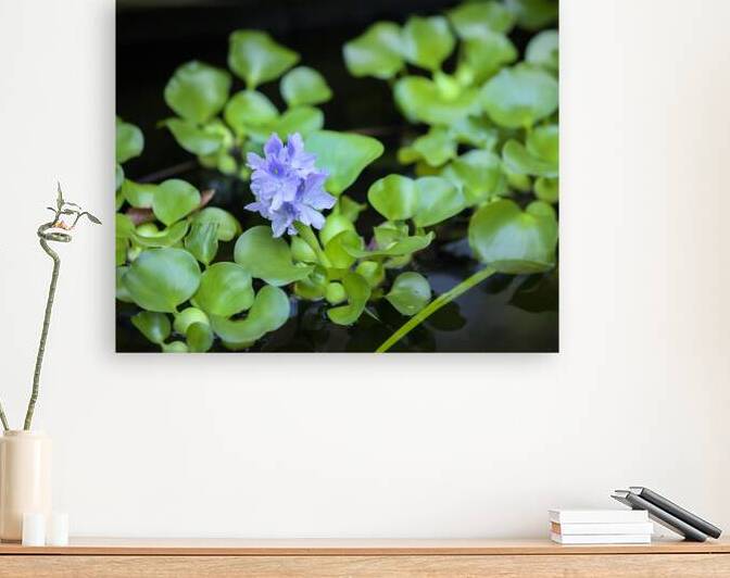 FlowersPlants 131 Reproduction