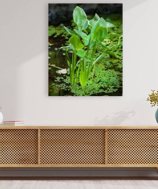 FlowersPlants 138 Reproduction