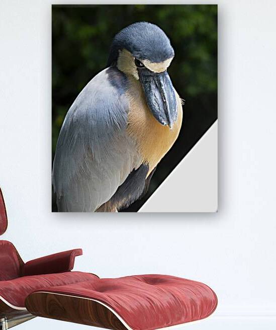 Birds 54 Reproduction