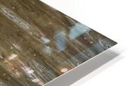 Waterfowl 1 HD Metal print