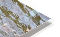 Waterfowl 39 HD Metal print