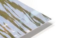 Waterfowl 44 HD Metal print