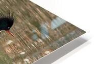 Waterfowl 60 HD Metal print