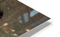 Waterfowl 63 HD Metal print