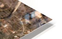 Waterfowl 64 HD Metal print