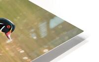 Waterfowl 79 HD Metal print
