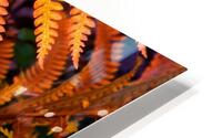 Autumn Color 28 HD Metal print
