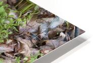 AnimalsInsects 12 HD Metal print
