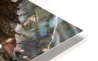AnimalsInsects 18 HD Metal print
