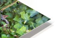 FlowersPlants 9 HD Metal print