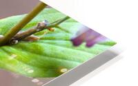 FlowersPlants 25 HD Metal print
