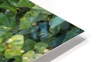 FlowersPlants 31 HD Metal print