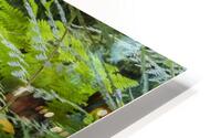FlowersPlants 34 HD Metal print