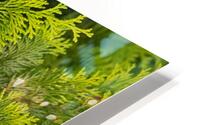 FlowersPlants 38 HD Metal print