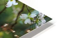 FlowersPlants 39 HD Metal print