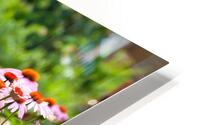 FlowersPlants 43 HD Metal print