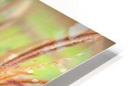 FlowersPlants 49 HD Metal print