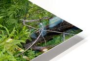 FlowersPlants 59 HD Metal print