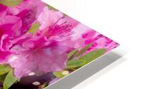 FlowersPlants 67 HD Metal print