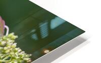 FlowersPlants 68 HD Metal print